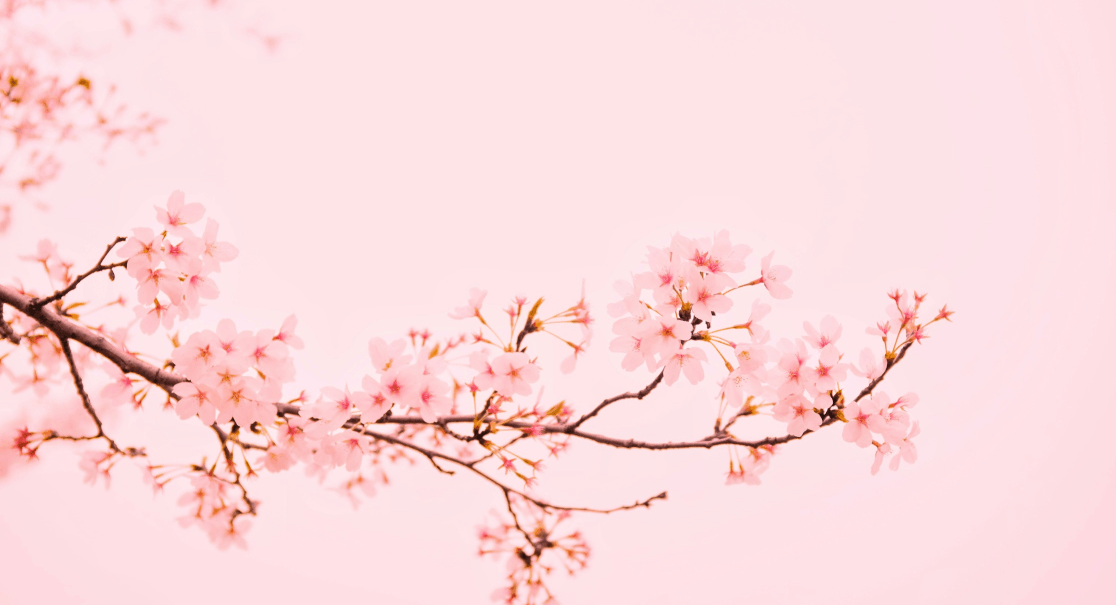 Japandi art photograph